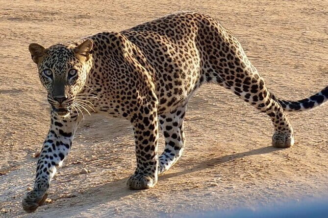 Yala National Park Safari from Hambantota Seaport - FAQs