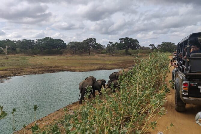Yala National Park Safari from Koggala - The Itinerary Breakdown: From Koggala to the Wilds of Yala