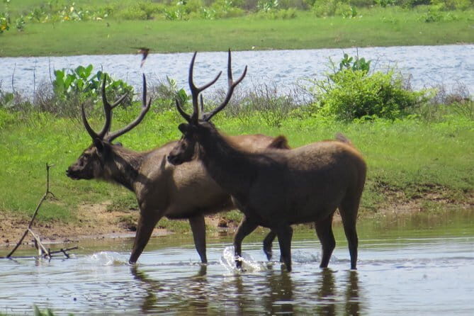 Yala National Park Safari from Koggala - Authentic Experiences from Traveler Feedback