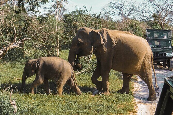 Yala National Park Safari from Mirissa - Potential Drawbacks or Considerations