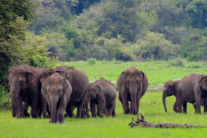 Yala National Park Safari from Mirissa - Authentic Insights from Reviewers