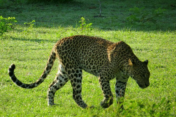 Yala National Park Safari from Mirissa - The Sum Up
