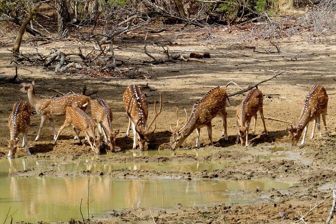 Yala National Park Safari from Mirissa - FAQ