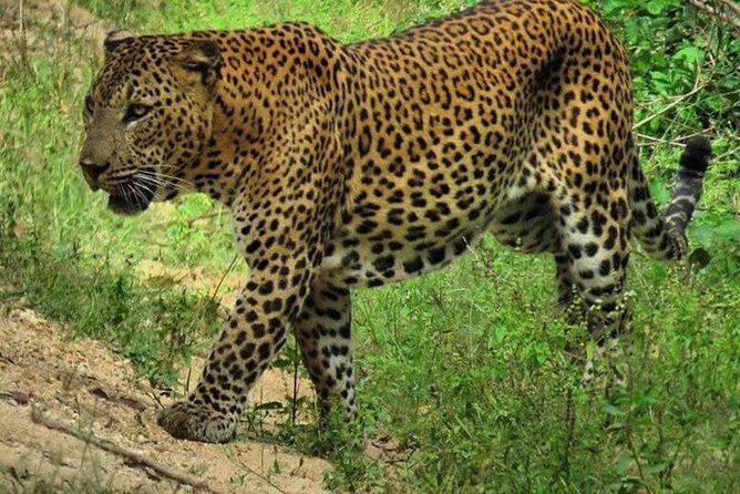 Yala National Park Safari | From Mirissa - Key Points