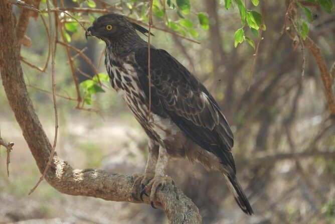 Yala National Park Safari | From Mirissa - Final Thoughts