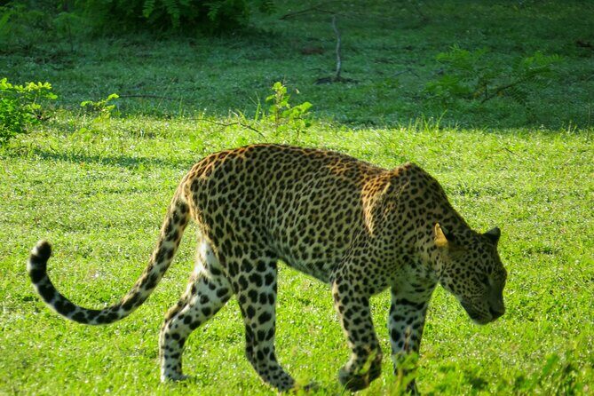 Yala National Park Safari from Talpe - The Transportation and Comfort Level