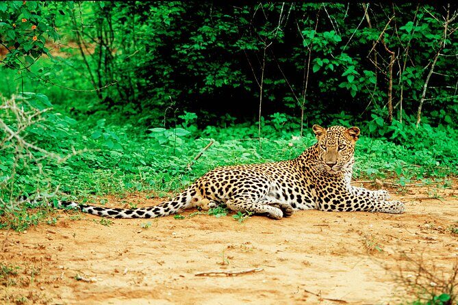 Yala National Park Safari from Talpe - Practical Tips for a Successful Safari