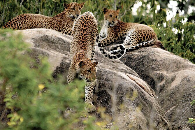 Yala National Park Safari from Talpe - The Sum Up