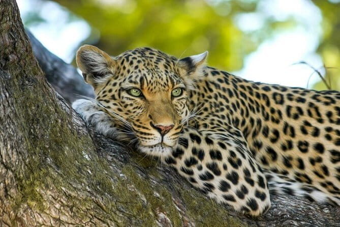 Yala National Park Safari from Tissamaharama - Exploring Yala National Park with Confidence