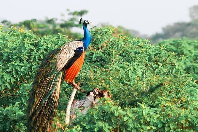 Yala National Park Safari from Tissamaharama - The Itinerary in Detail