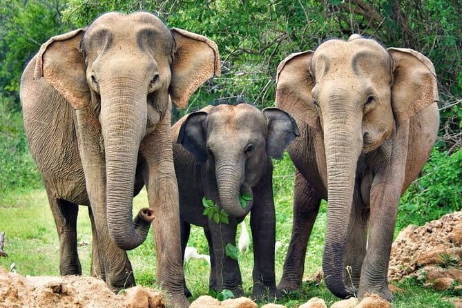 Yala National Park Safari from Tissamaharama - Who Will Love This Tour?