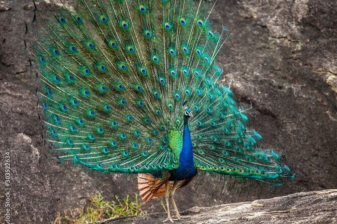 Yala National Park Safari - Half day and Full day - An In-Depth Look at the Yala Safari Experience