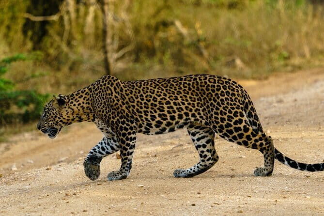 Yala National Park Safari - Half day and Full day - FAQ