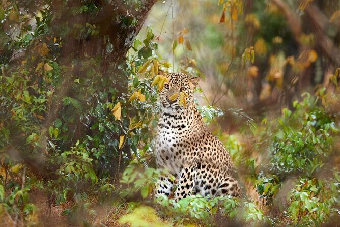 Yala National Park Safari | Jeep with Tickets - Key Points