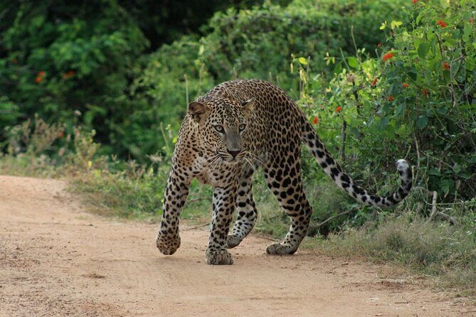 Yala National Park Safari | Jeep with Tickets - Final Thoughts