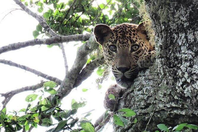 Yala National Park Safari | Jeep with Tickets - FAQs
