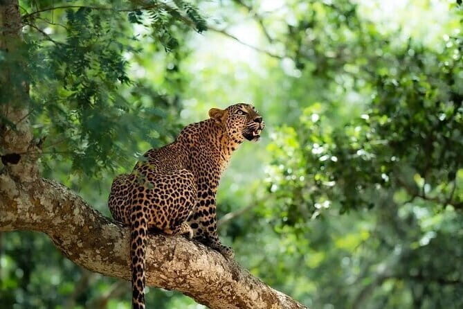 Yala National Park Safari : Special Guided Tour - A Deep Dive into the Yala Safari Experience