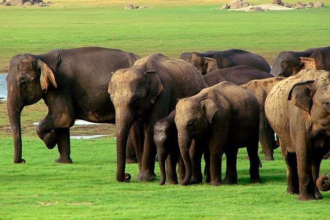 Yala National Park Safari : Special Guided Tour - FAQs