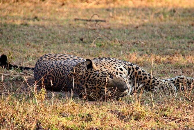 Yala National Park Safari Tours from Hambantota Port - Key Points