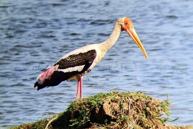 Yala National Park Safari Tours from Hambantota Port - The Sum Up