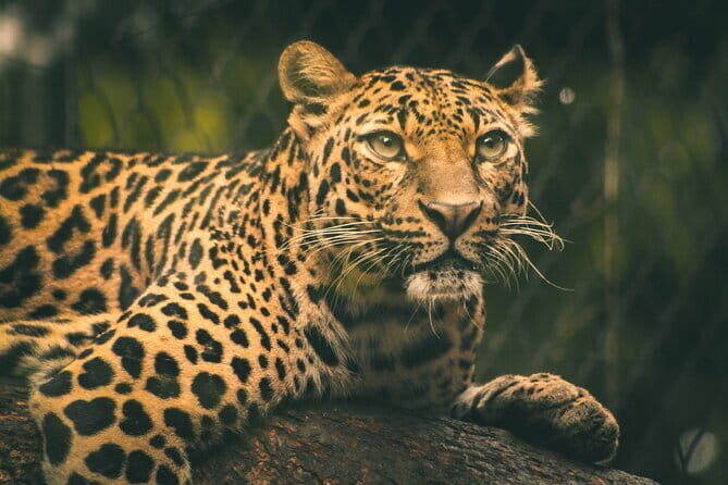 Yala National Park Safari Tours from Hambantota Port - FAQ