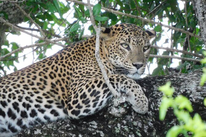 Yala National Park Safari Tours - Half Day & Full Day - Introduction: Why Choose a Yala Safari?