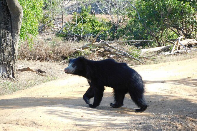 Yala National Park Safari Tours - Half Day & Full Day - Deep Dive into the Experience