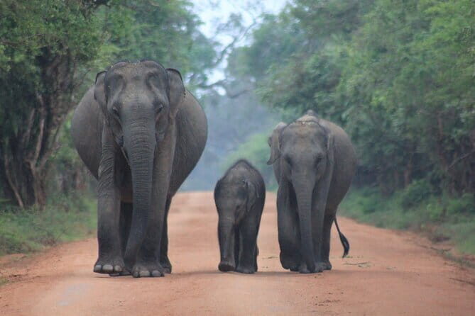 YALA National Park Safari with Transfer Hikkaduwa to Arugam Bay - Detailed Breakdown of the Itinerary