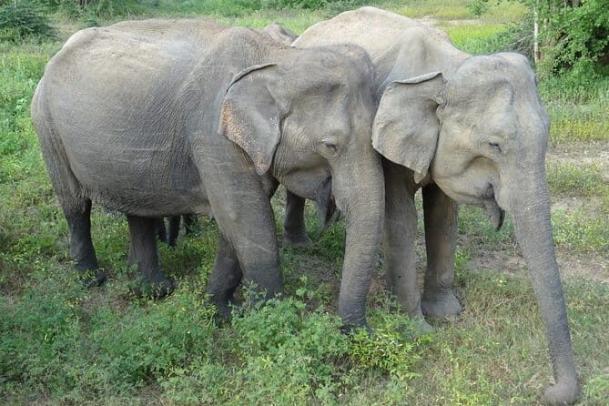 Yala National Park Shared Safari | From Hambantota Port - Who Is This Tour Best For?