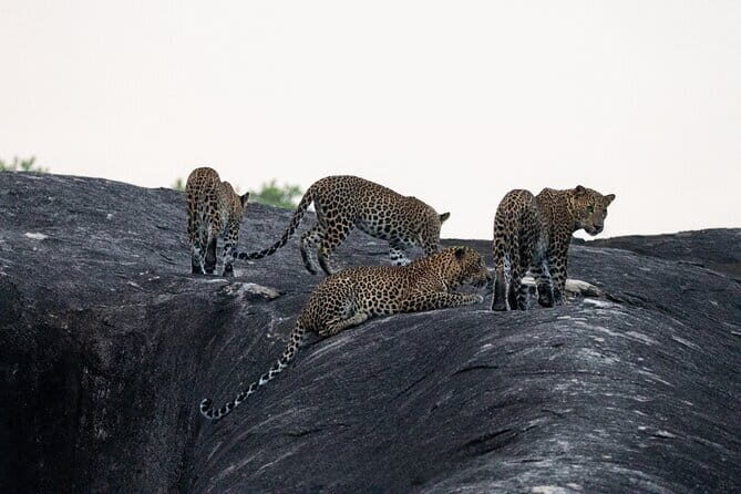 Yala National Park special Half-Day & Full-Day Safari Adventure - Why Choose This Safari Experience?