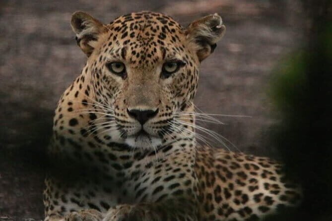 Yala National Park Tour From Hambantota Port - An In-Depth Look at the Tour Experience