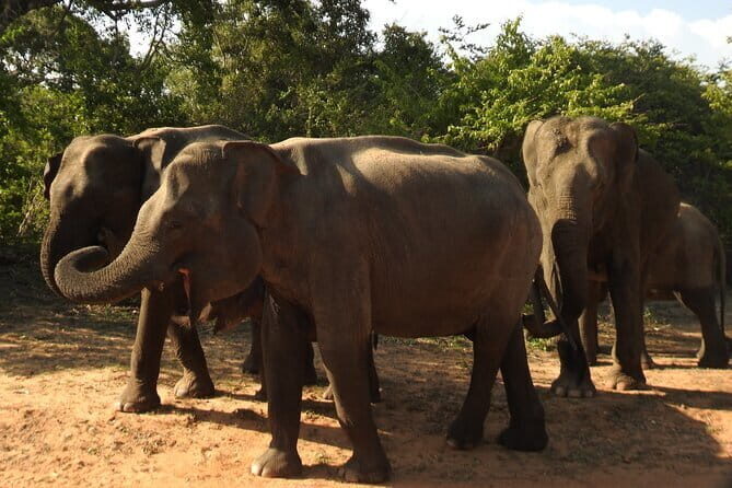 Yala National Park Tour from Hambantota Port Janaka Safari - Evaluating the Value