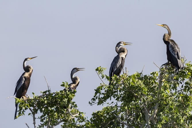 Yala National Park Tour from Hambantota Port Janaka Safari - The Sum Up