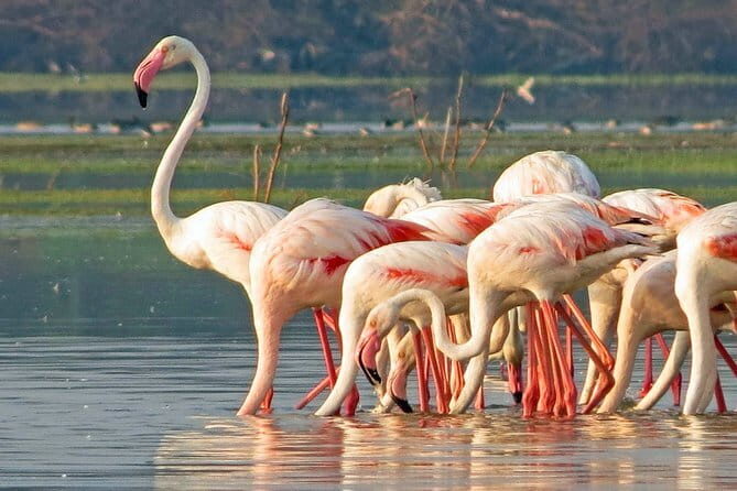 Yala National Park Tour from Hambantota Port Janaka Safari - FAQ