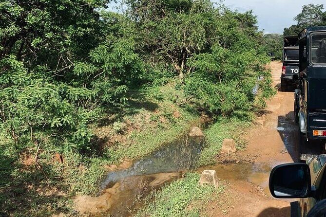 Yala Private Safari Jeep Half Day - What to Expect on Your Yala Safari