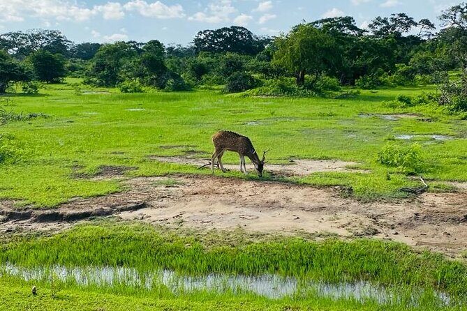 Yala Private Safari Jeep Half Day - Why This Tour Works for Different Travelers