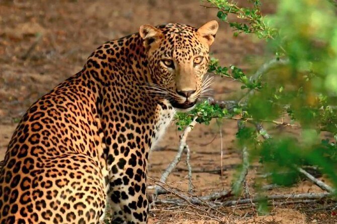 Yala Safari & Bundala Bird Watching Safari ( All Inclusive) From Mirissa - The Sum Up