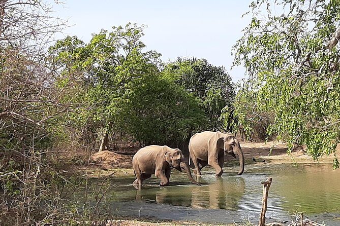 Yala Safari by Yala Safari Wonders - Transportation and Comfort
