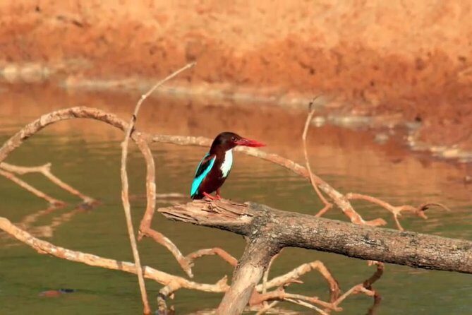 Yala Safari by Yala Safari Wonders - Who Should Consider This Safari?