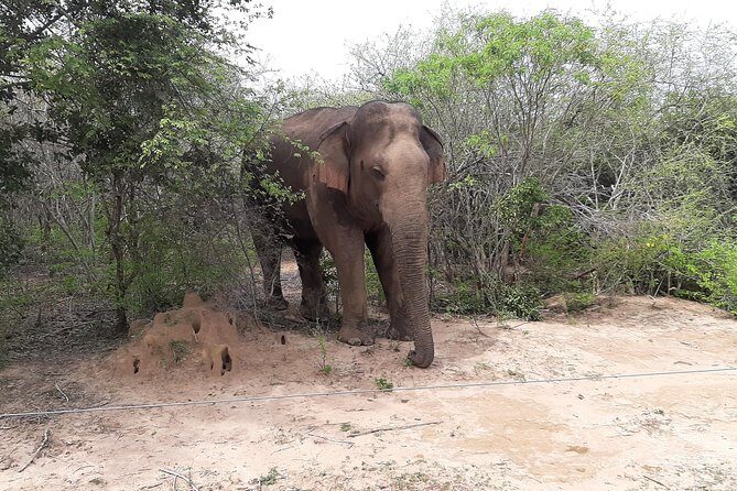 Yala Safari by Yala Safari Wonders - The Sum Up