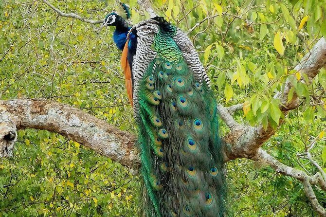 Yala Safari by Yala Safari Wonders - FAQ