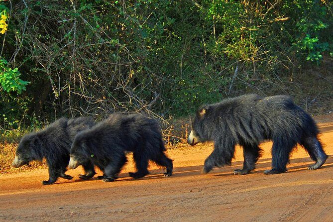 Yala Safari Day Trip from Bentota/ Kalutara/ Ahungalla/ Hikkaduwa - The Sum Up: Is This Tour Worth It?