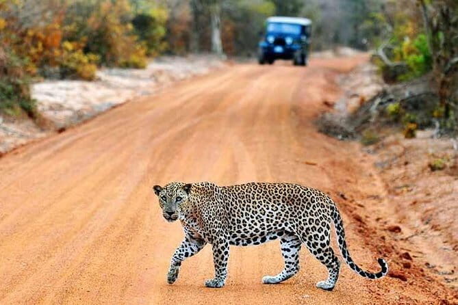 Yala Safari Day Trip from Ella/ Tangalle/ Dikwella/ Hambantota - The Experience in Detail