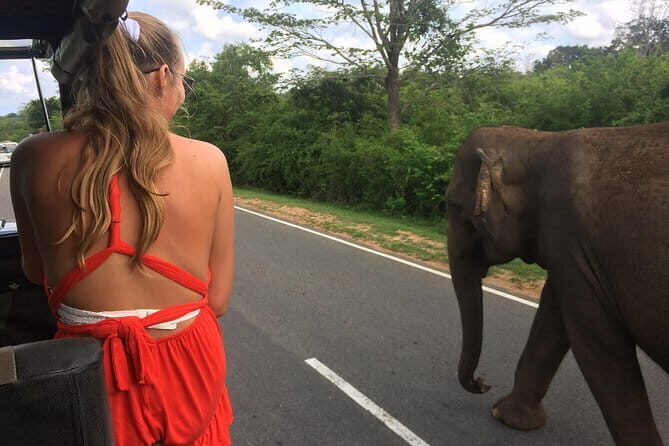 Yala Safari Drive From Ella - Key Points