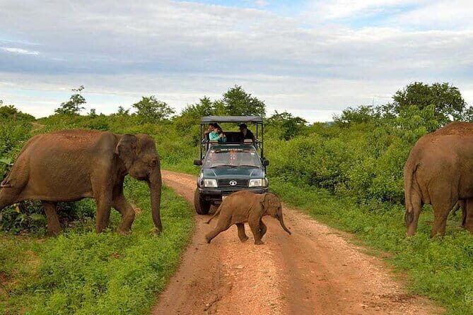Yala Safari Drive From Ella - FAQ