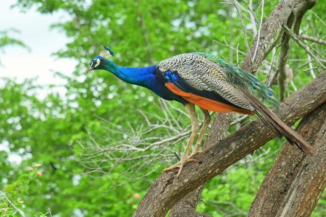 Yala Safari Drive From Galle, Weligama, Mirissa & Dickwella - Exploring the Yala Safari Drive from Galle, Weligama, Mirissa & Dickwella