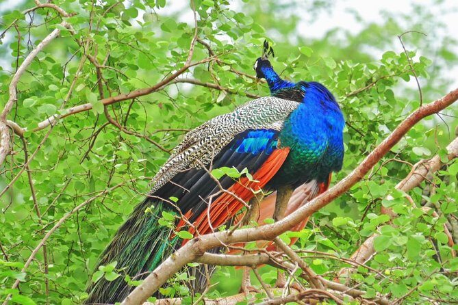 Yala Safari Drive From Galle, Weligama, Mirissa & Dickwella - The Experience in Detail