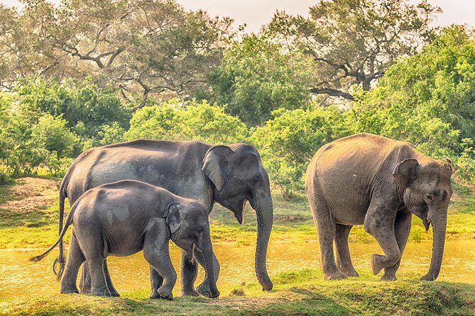 Yala Safari from Hambantota Port by BTM - Private & All Inclusive - Booking and Confirmation