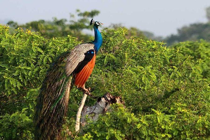 Yala Safari from Hambantota Port by BTM - Private & All Inclusive - Highlights of the Itinerary
