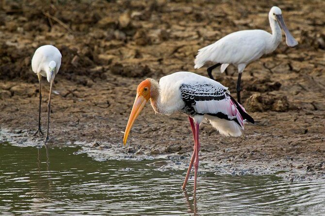 Yala Safari from Hambantota Port by BTM - Private & All Inclusive - Additional Factors to Consider